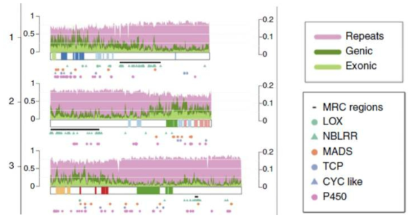 Reys-Chin-Wo et al (2017)Nature Communication에서 보여 준 상추 유전체의 genome duplication정도