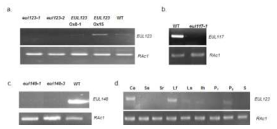 EUL 유전자와 해당 돌연변이체에서의 유전자 발현 양상. a. EUL123은 knoukout 돌연변이인 eul123-1, eul123-2에서 발현이 검정되지 않은 반면 과발현체인 EUL123 Ox15에서는 overexpression이 확인되었다. b. EUL117에 대한 KO 돌연변이체인 eul117-1에서 WT에 비해 해당유전자의 발현이 검출되지 않았다. c. EUL123의 각 조직별 발현량 조사. Ca, 캘러스; Ss, 발아한지 7일후 지상부; Sr 발아한지 7일후 뿌리; Lf, 성숙한 잎; Ls, 지엽; Ih, 출수기 전 제일 높은 마디사이; P1, 1-2 cm panicles; P2, 3-8 cm panicles d. EUL148 유전자 발현은 KO 돌연변이인 eul148-1과 eul148-3에서 검출되지 않았다