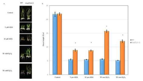 OsATL5-D 돌연변이의 ABA 민감성 과 ROS 저항성 분석.(a) 1/2 MS 배지에서 키운 3DAG 식물체를 ABA와 H2O2를 처리한 배지에서 7일간 키운 사진. (b) (A)결과 중 Shoot 길이. 오차막대는 +표준오차(n=9 seedlings per experiment). OsATL5-D 돌연변이는 ABA 처리시 WT보다 덜 민감하였다