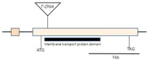OsAec1 유전자 모식도. T-DNA는 막 수송 단백질 domain을 갖는 유전자의 상류에 삽입된 것으로 나타났음