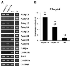 osgasr1 돌연변이에서 α-amylase 발현 분석 (A) 8가지 α-amylase (RAmy) 유전자들에 대한 RT-PCR 분석 결과, RAmy1A, B, C, 3B, 3E 의 발현이 증가됨을 알 수 있었으나, RAmy13D 의 발현은 감소하였음, RAc1, OseEF1-a, OsUBQ5 유전자들이 대조군으로 사용되었음. WT, 야생형, g, 야생형 벼에서 추출한 genomic DNA. (B) RAmy1A의 상대적 발현량을 real-time PCR 분석 결과