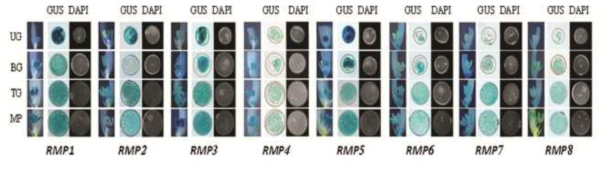 8종의 RMP프로모터-GFP/GUS 표식유전자들의 벼 약/소포자/화분 발달단계별 발현양상 분석. UG uni-nucleated gametophyte stage, BG bi-nucleated gametophyte stage, TG tri-cellular gemetophyte stage, MP mature pollen stage