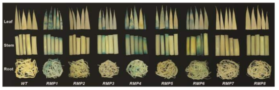8종의 RMP프로모터-GFP/GUS 표식유전자들의 벼 잎, 줄기 및 뿌리조직에서의 발현양상 분석