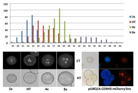 고온 처리된 소포자들의 크기변화 (상단 그래프 및 하단 왼편 사진). 배우자 핵을 표식하는 마커라인 pUBQ14-CENH3mChery 개체를 이용한 고온처리 실험 결과 (하단 오른편 사진, CT 무처리; HT 고온처리)