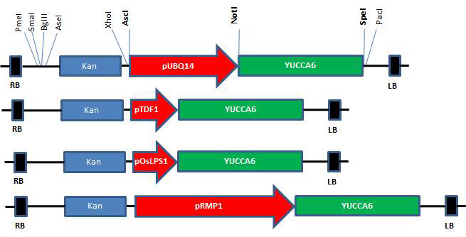 4종의 프로모터가 부착된 후보유전자 (YUCCA6) 벡터의 구조