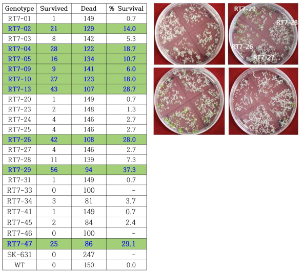 UBQ14-CBF1의 형질전환 식물체들의 T2 seedling들의 고온 조건에서 생존율 조사. 비형질전환 식물체인 Col-O와 프로모터-유전자가 탑재되지 않은 backbone vector인 pER10 (SK-631)의 형질전환식물체를 control로 사용하였다
