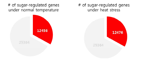 벼에 있어서 정상적 온도와 heat stress 하에서의 당에 의한 발현조절을 나타내는 유전자 수
