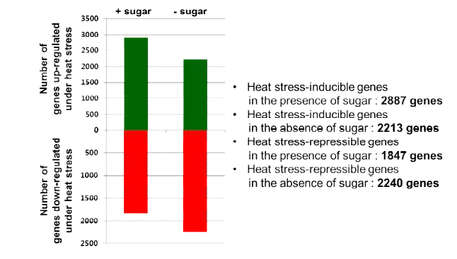 heat stress 반응성에 대한 당의 존재 유무영향 분석