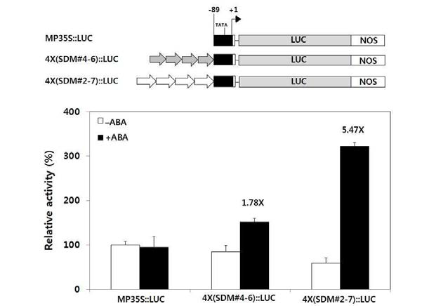 Transient expression assay for the activities of the minimal 35S promoter containing four copies of a 36 bp fragment or a 72 bp fragment of the OsOle5 promoter in response to ABA