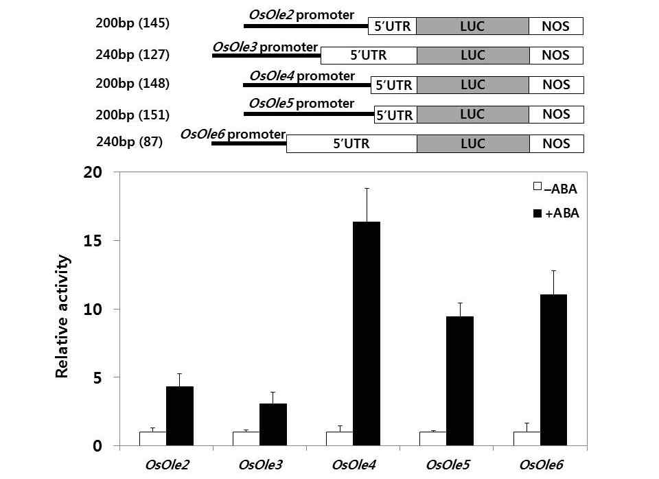 ABA-responsiveness of the proximal regions of the rice oleosin gene promoters