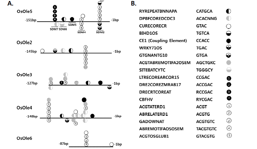Sequence comparison of ABA-responsive OsOle gene promoters