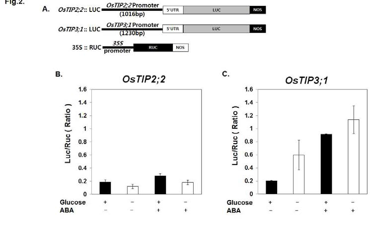 Transient expression assay for responsiveness of OsTIP3;1 and OsTIP2;2 promoter activity to sugar and ABA