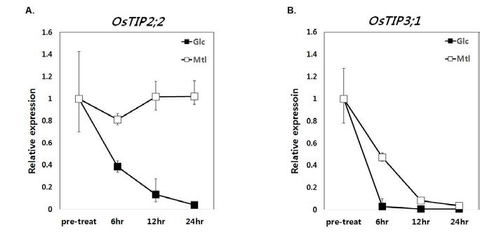 Differential stability of OsTIP2;2 transcripts in the presence or absence of sugar
