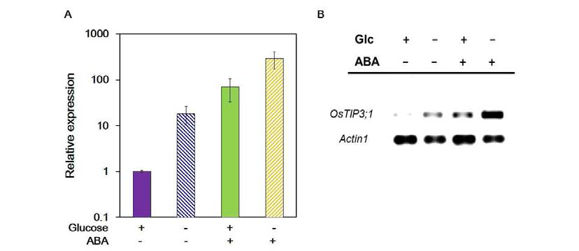 ABA responsiveness of OsTIP3;1 expression is modulated by sugar