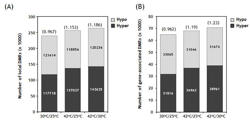 온도처리군 간의 hypomethylated 및 hypermethylated DMR 비교 (A) Total DMR (B) Gene-associate DMR. 괄호안의 숫자는 Hyper/Hypo 비율을 의미