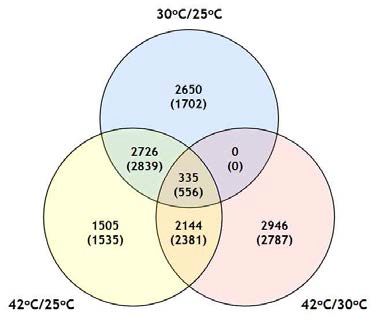 25 DAH Nipponbarre 종자의 배에서 온도처리에 의한 전사체 분석 결과를 보여주는 Venn diagram. 유전자 발현이 2배 이상 up-regulated 혹은 down-regulated (괄호안) 되는 유전자의 수를 표시