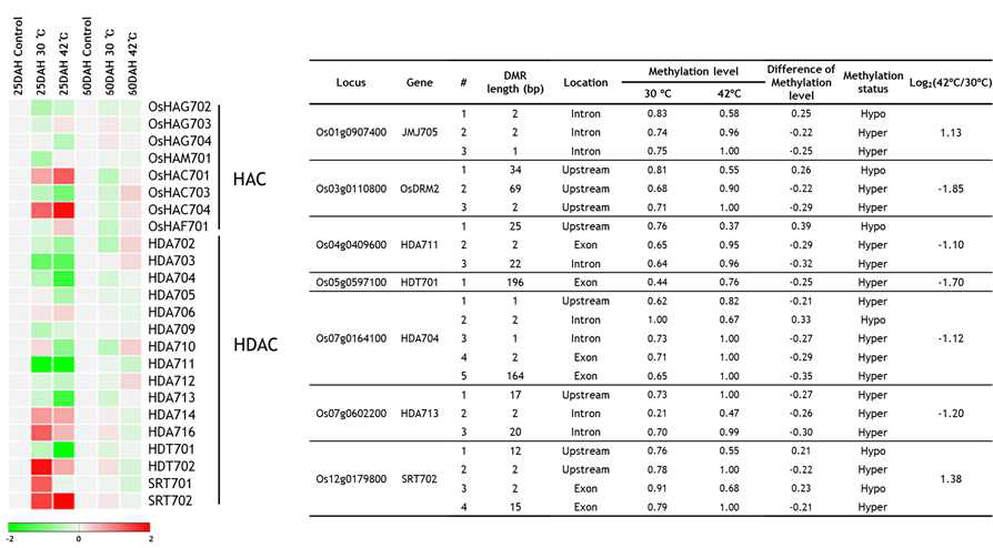 벼 종자에서 온도처리에 따른 hstone acetylase (HAC)와 histone deacetylase (HDAC) 유전자 발현 Heatmap 및 DMR 연관 HDAC