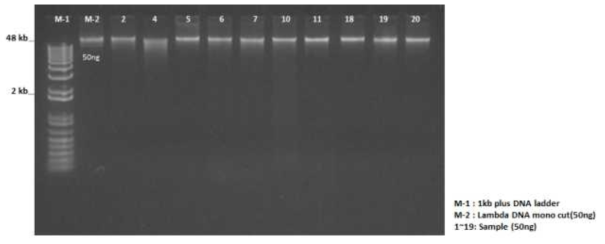 Genomic DNA 분리 및 품질 전기 영동 확인