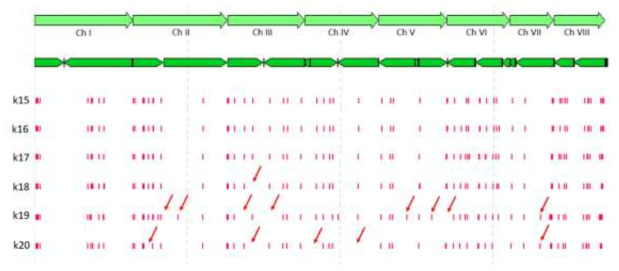 황국균 관련 6개 샘플간의 SM gene 후보 유전자의 map 비교. 화살표는 변이가 있는 부분을 표시하였음