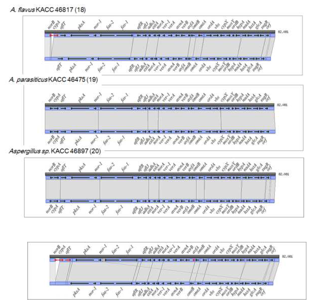 Aspergillus oryzae 유사 균주의 아플라톡신생합성유전자군 비교. Aspergillus oryzae M385 균주는 비교를 위하여 인용되었다