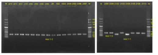 luchuensis 균주의 Mat 유전자 증폭 결과
