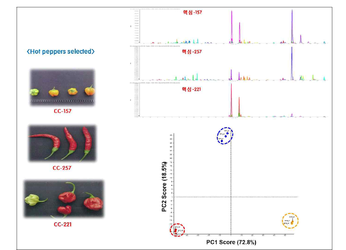 PCA 방법에 의한 고추 핵심집단 시료의 추출법 및 분석법 검증