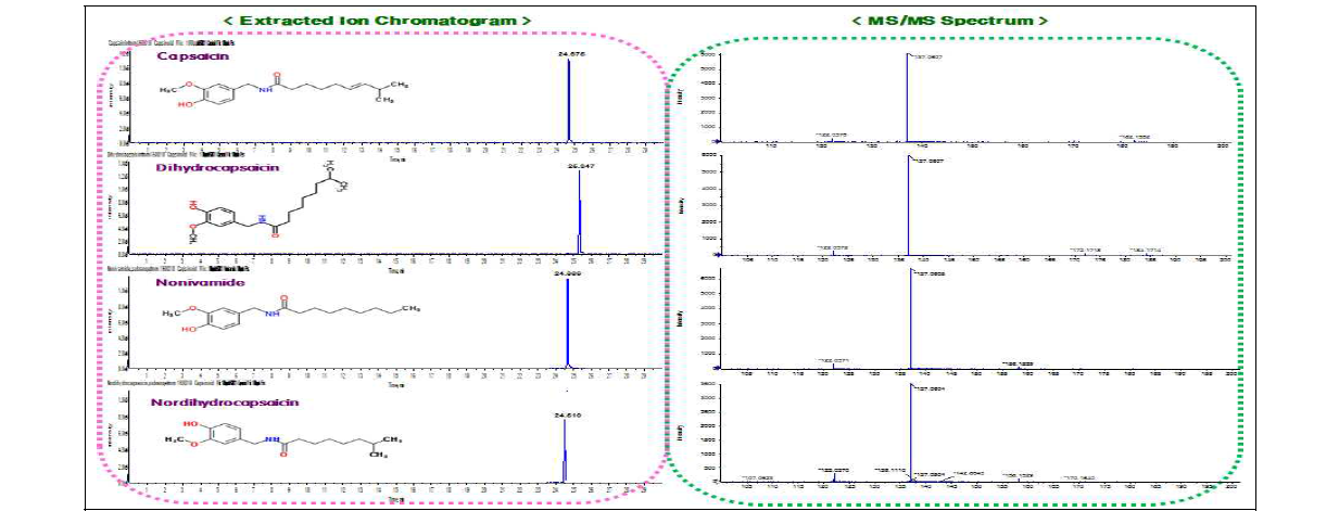 Capsaicin, Dihydrocapsaicin, Nonivamide, Nordihydrocapsaicin의 extracted ion chromatogram(XIC) 및 MS/MS spectrum