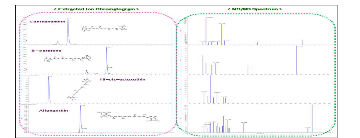 Canthaxanthin, β-carotene, 13-cis-astaxathin, Alloxanthin의 extracted ion chromatogram(XIC) 및 MS/MS spectra