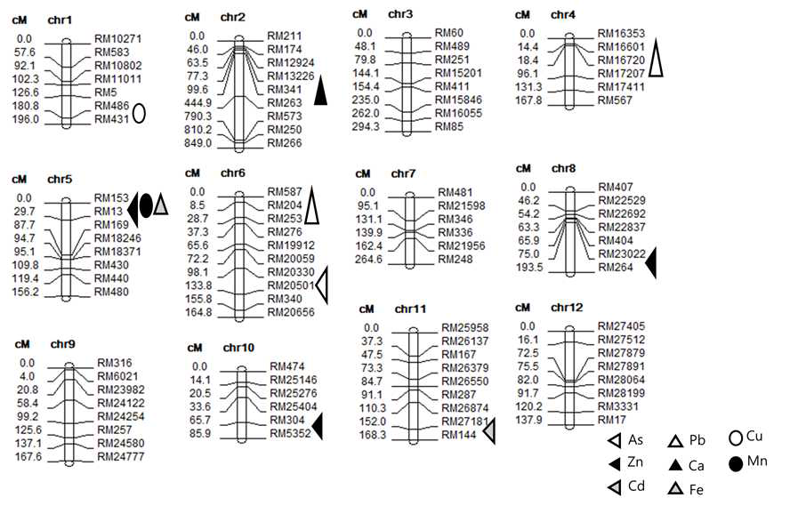QTL single marker analysis, CIM 분석에서 공통적으로 탐지된 QTL 염색체 위치 (p<0.05)