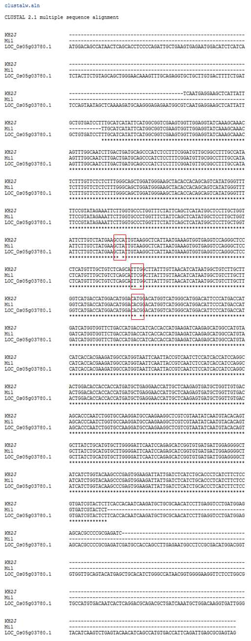 OsMTP1의 염기서열 비교 (붉은 상자: SNP 위치)