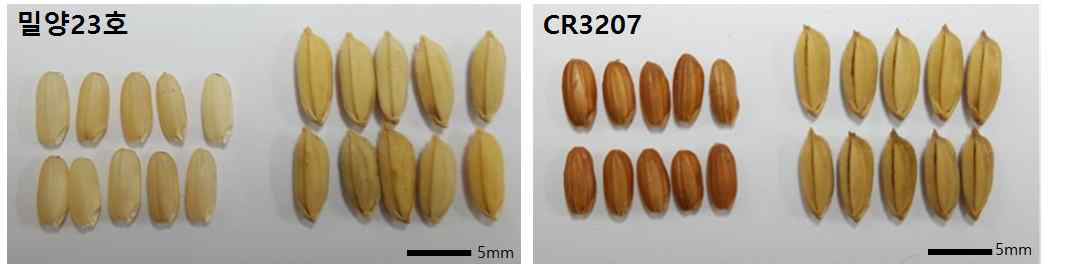 그림. 선발 우수 계통 CR3207과 밀양23호 계통의 종자 비교