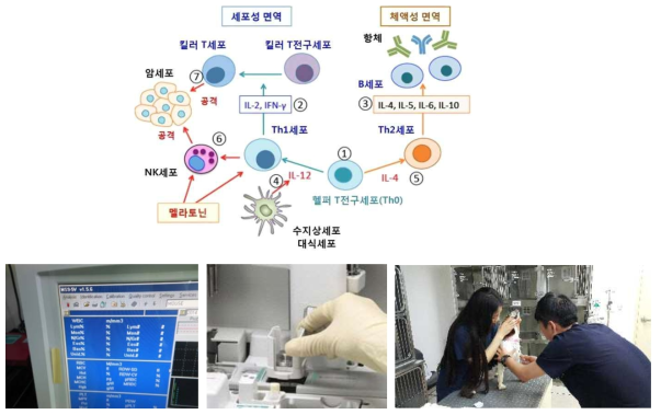 면역 증진 효과 확인을 위한 효능평가 수행