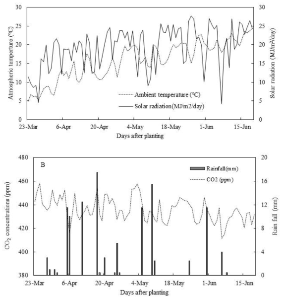 Daily average atmospheric temperature, solar radiation (A), and atmospheric carbon dioxide concentrations, rainfall (B) during the experiment