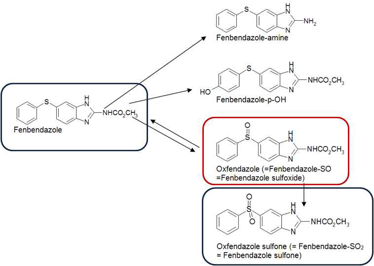 Metabolic process of oxfendazole