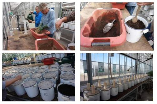 Preparation of experiment. From top left to bottom right: addition of (liquid) fertiliser and water to soils, filling of pots, addition of grass seeds to the pots and placement of pots with watering tubes in the greenhouse (location Unifarm, Wageningen University and Research)