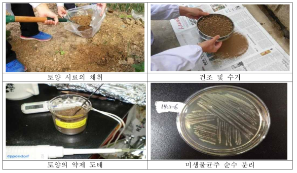 토양 채취 및 미생물 분리 작업 사진