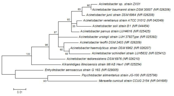 16S rRNA gene sequences를 이용한 strain ZX01의 Phylogenetic tree. (scale bar indicates 0.01 substitutions per nucleotide position)