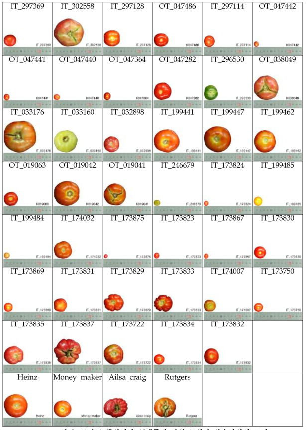 토마토 핵심집단 46계통의 과실 모양과 완숙과실의 크기