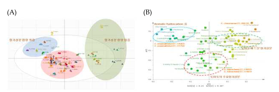 토마토 향기성분에 대한 품종별 PCA 통계분석. (A) Loading plot, (B) Score plo. t토마토 핵심집단의 향기성분의 함량과 종류별로 크게 3개의 그룹이 형성되었다