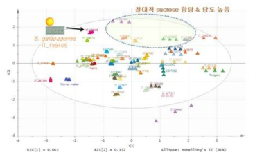 토마토 핵심집단의 Sucrose 성분에 따른 PCA 분석도. 토마토 품종 중 당도 (Brix)와 직접적인 연관은 sucrose 성분의 양에 따름을 보여준다