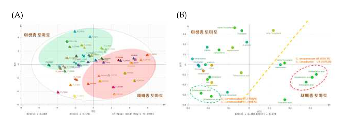 토마토 친유성 대사물질 다변량 분석의 예. (A) Loading plot. (B) Score plot. 친유성 성분별로 핵심집단의 야생종과 재배종이 그룹을 형성하였다