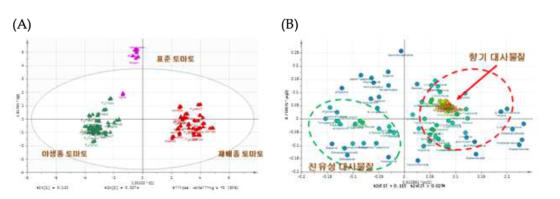 토마토 향기, 당, 친유성 대사물질의 품종별 다변량 분석. 재배종 토마토들은 향기성분이 매우 강하게 뭉쳐짐을 보여준다