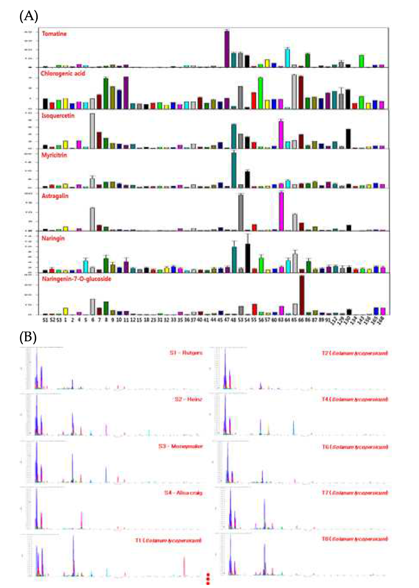 토마토 반극성 대사물질의 품종별 분석. (A) 토마토 반극성 대사물질 정성 및 정량 분석 예시. (B) 토마토 반극성 대사물질 전체를 대상으로 metabolite ingerprinting 한 예. 각 토마토마다 서로 다른 패턴을 보여준다