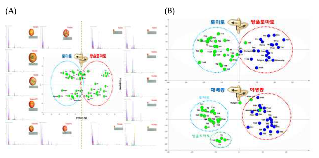 토마토 반극성 대사물질의 품종별 다변량 분석. (A) Metabolite Fingerprint의 PCA 분석. (B) OPLS-DA 분석 결과. 재배종과 야생종의 대사물질 프로파일이 다름을 보여준다