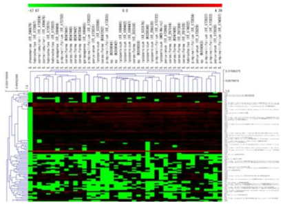 토마토 핵심 품종별 비표적 대사체 계통분석학 분석(hierachical cluster analysis). Color는 최소값의 1/10을 삽입한 경우(-17.67, 녹색)와 최대값 4.29(빨강)을 표시