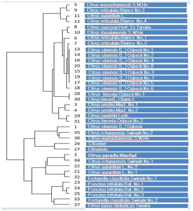 Cluster graph of citrus germplasms by the contents of flovonoids oomponents