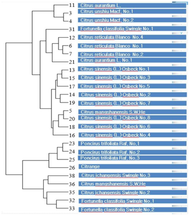The phylogeny of citrus CHS SNP