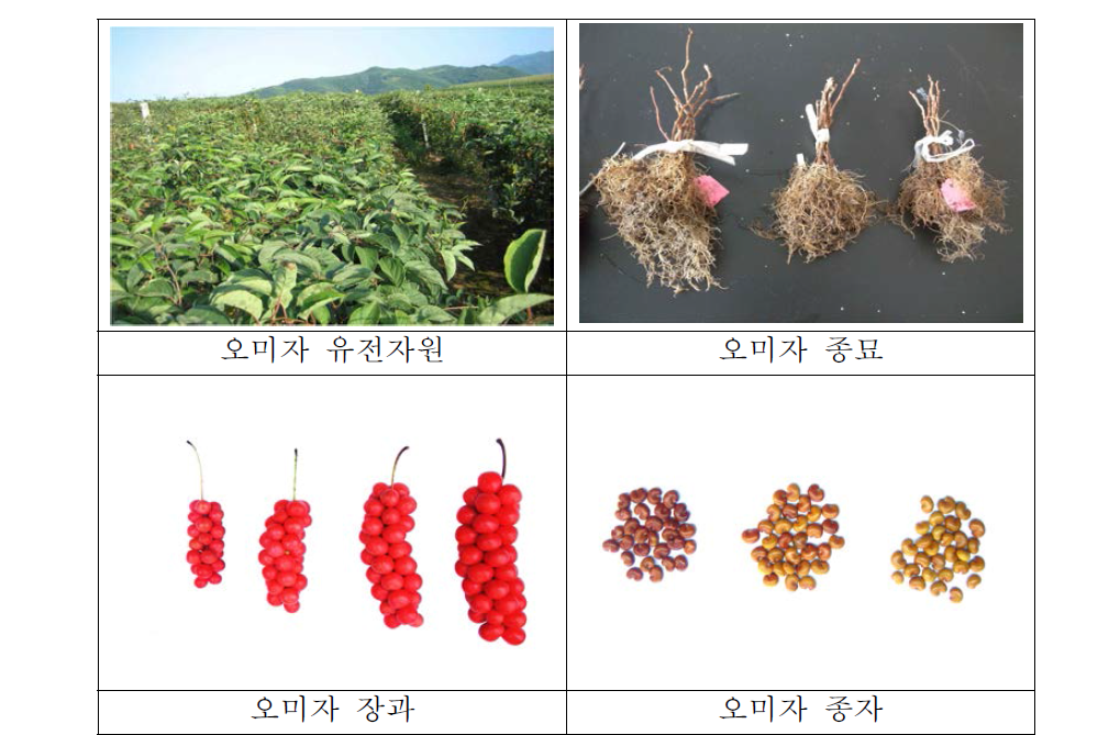 오미자 유전자원 사진
