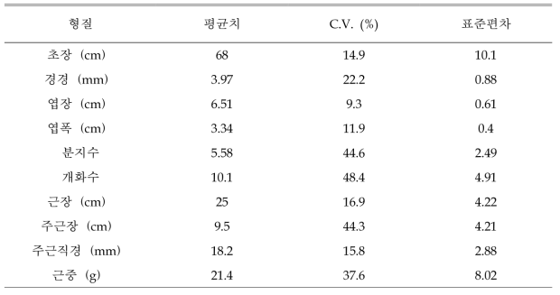 2년생 흰 꽃 도라지 생육특성