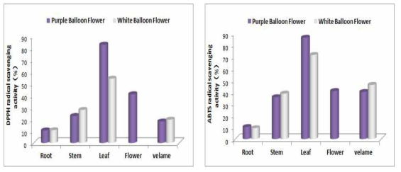 부위별 보라색 꽃 및 흰색 꽃 도라지 항산화 활성변이